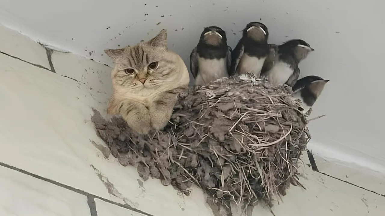 Unleashed: Hilarious Cat Videos 2025 🐱 Nature's Rule Breakers
