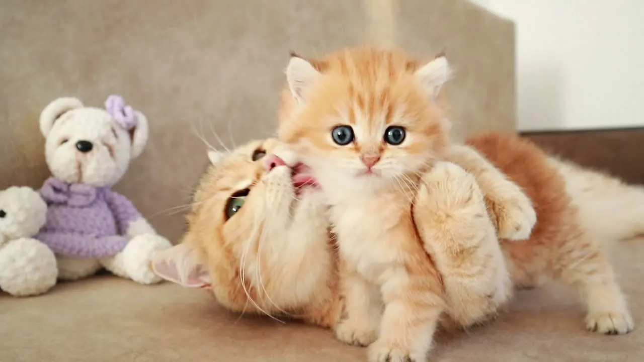 Adorable Mom Cat Plays and Chats with Cute Meowing Kittens