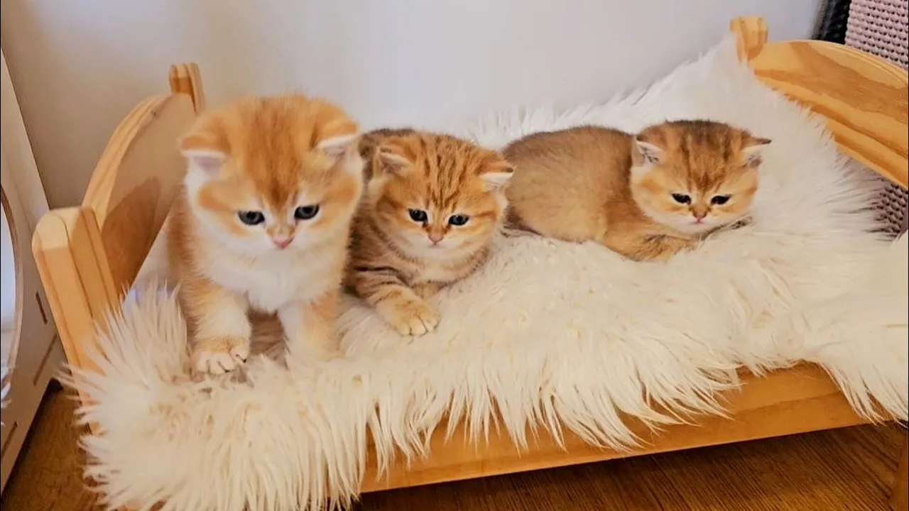 Watch Adorable Kittens Devour Their Delicious Dinner! 🐾🍴