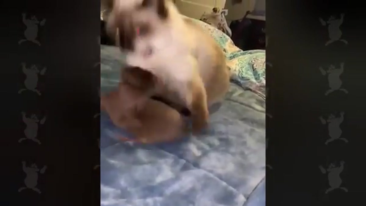 Cat Video: Cats Who Secretly Love Dogs!
