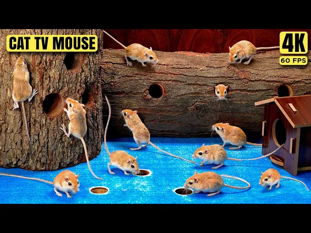 Watch Cats Go Wild in the Ultimate Mouse Maze Mania!