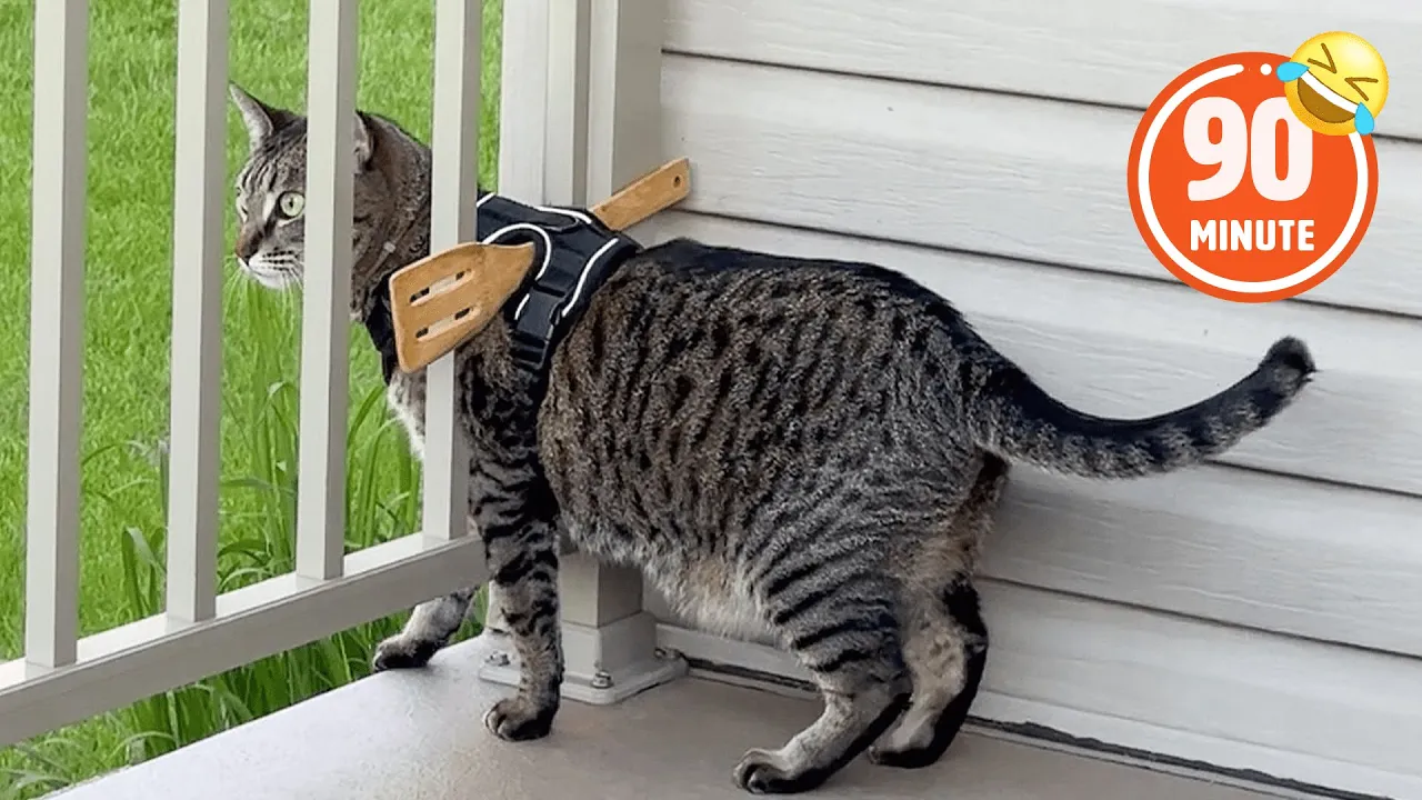 Hilarious Cat Escape Attempt! 😹 | Funny Pet BLOOPERS