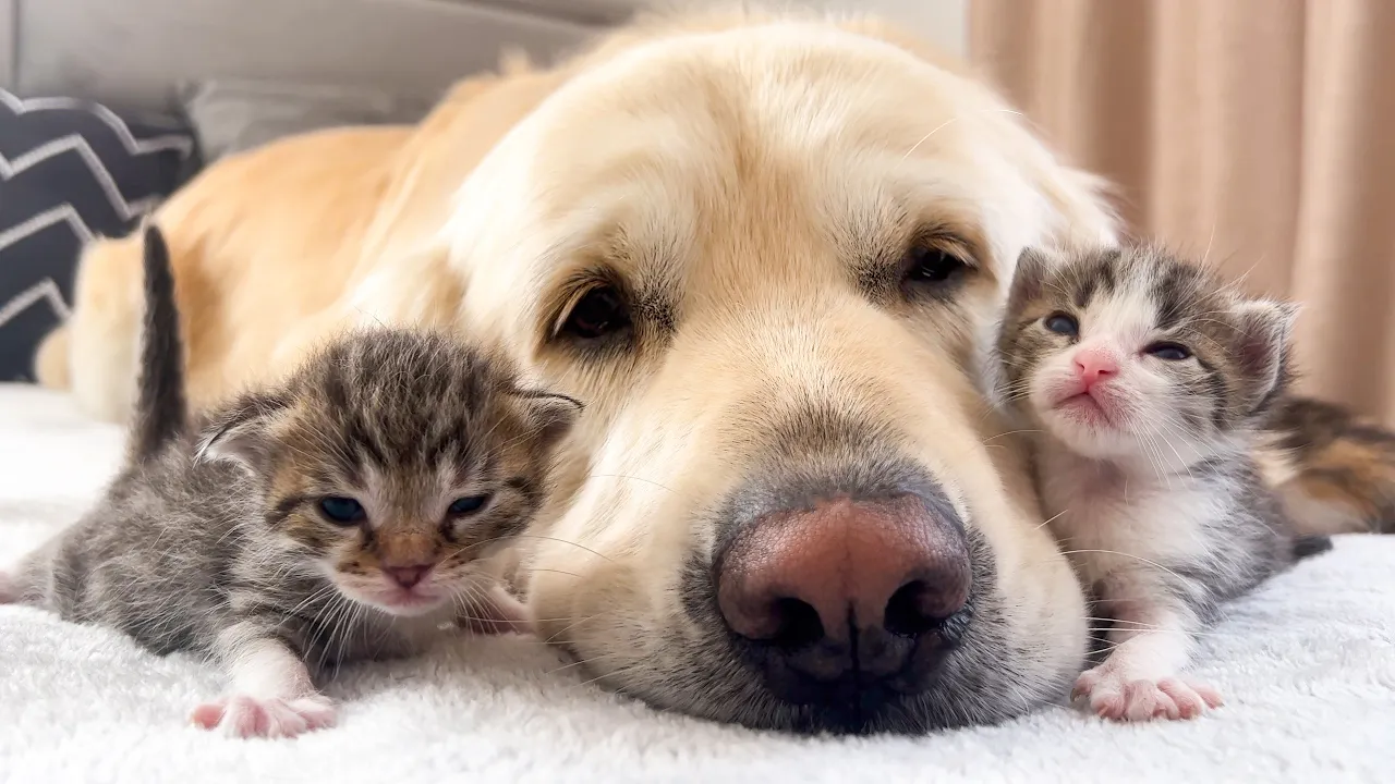 Adorable Friendship: Golden Retriever Bonds with New Tiny Kittens