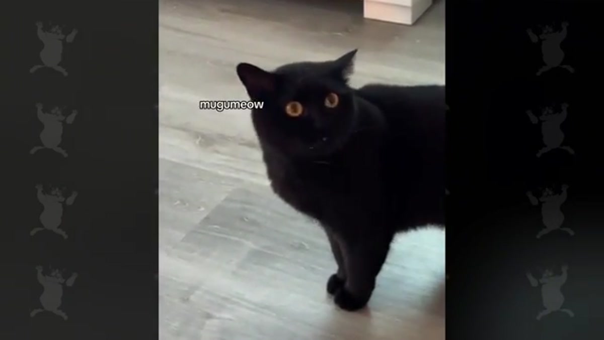 Fluent Felines: Cats Speak English Better Than Humans