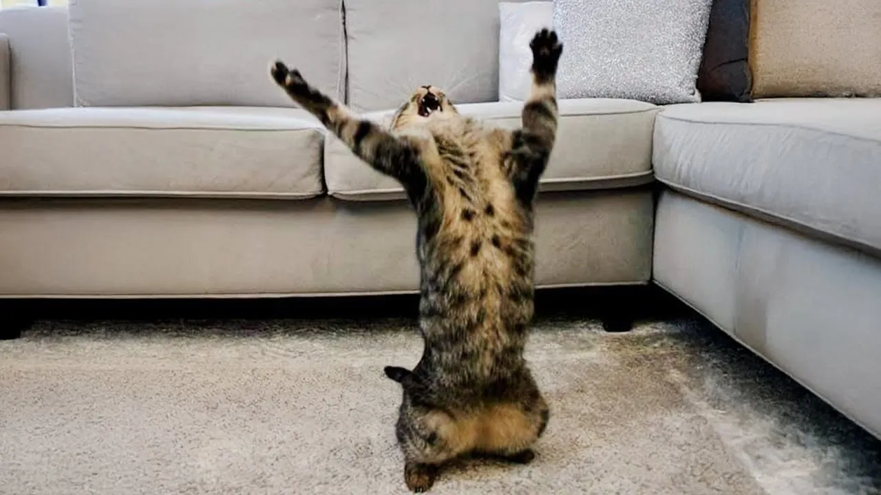 Hilarious Cat Videos: When Your Cat is the Ultimate Comedian! 🐱😂
