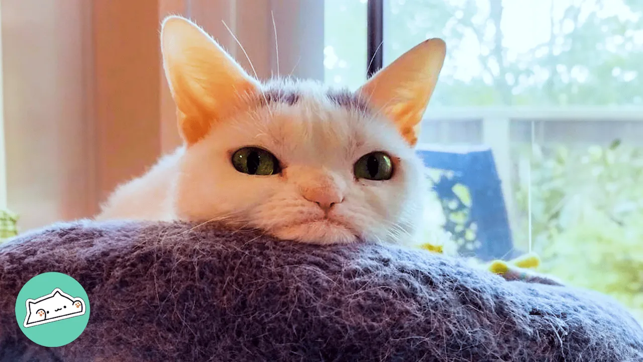 Sassy Cat Only Has Eyes for Her Favorite Human | Heartwarming Bond