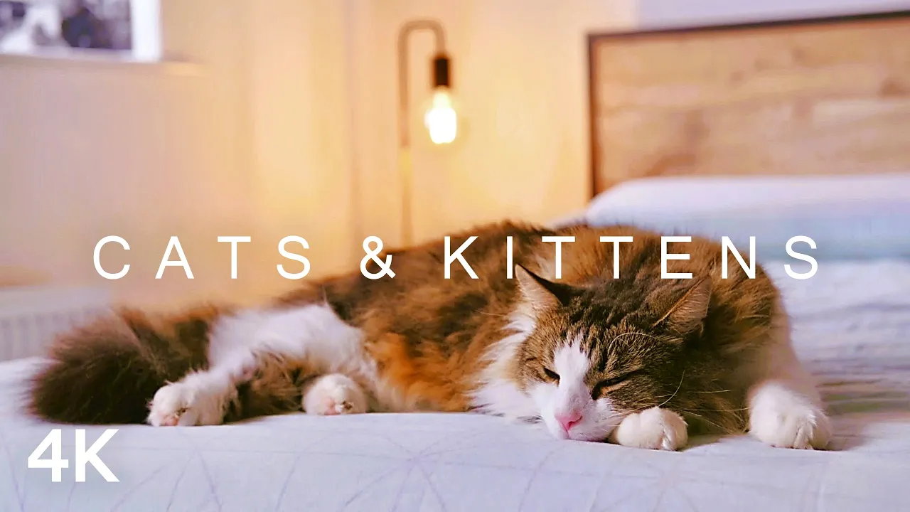 Ultimate Cat Relaxation: 2 Hours of Cats & Kittens in 4K with Ambient Piano Music
