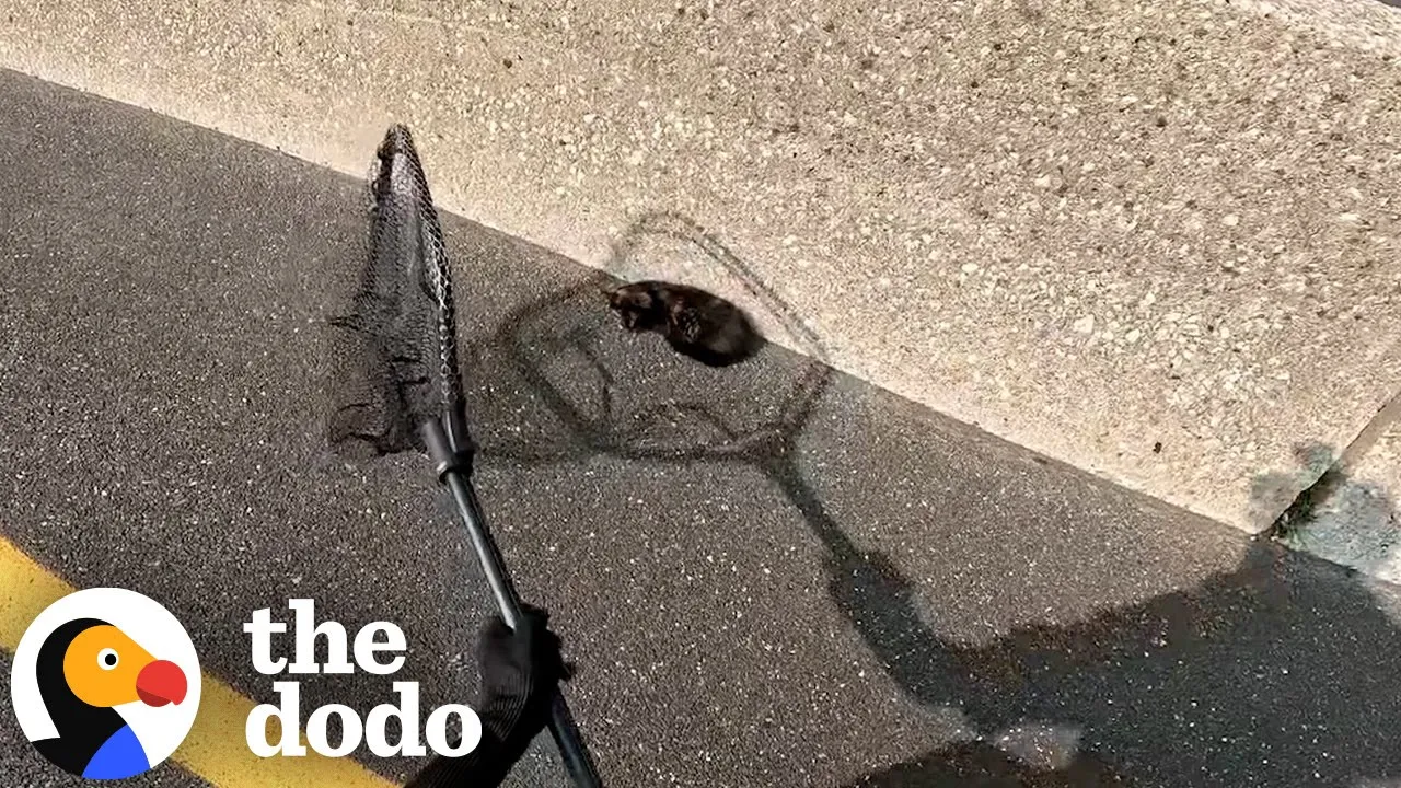 Heroic Man Saves Adorable Kitten from Highway | Cat Lovers Haven