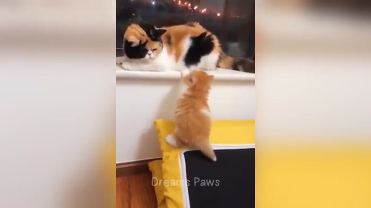 Hilarious Cats that Will Have You Laughing Until You Cry 😹