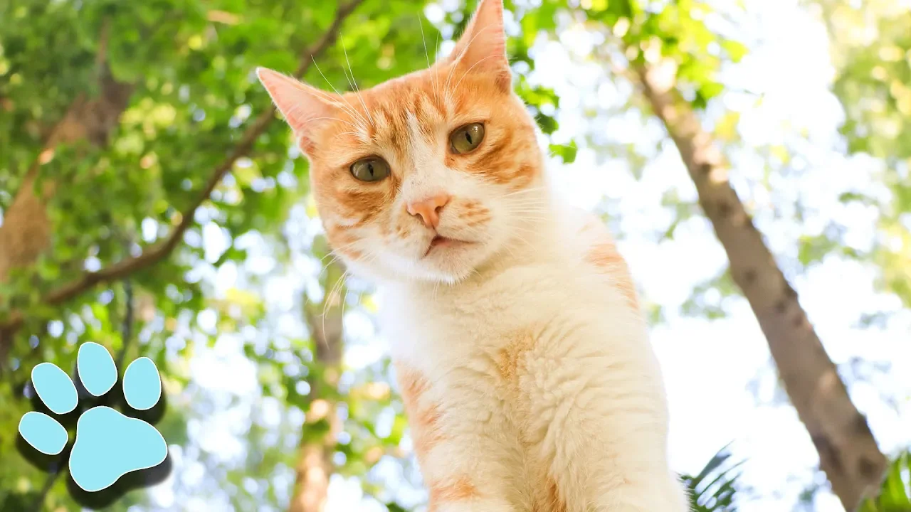 Watch These Hilarious Sassy Cats in Action!