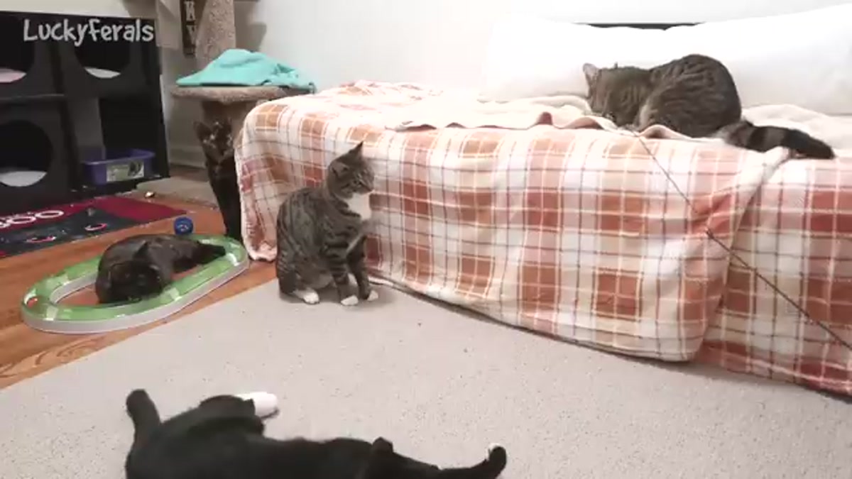 Ultimate Cat Entertainment: 2 Hours of Cats Playing - Cat Videos for Feline Fun