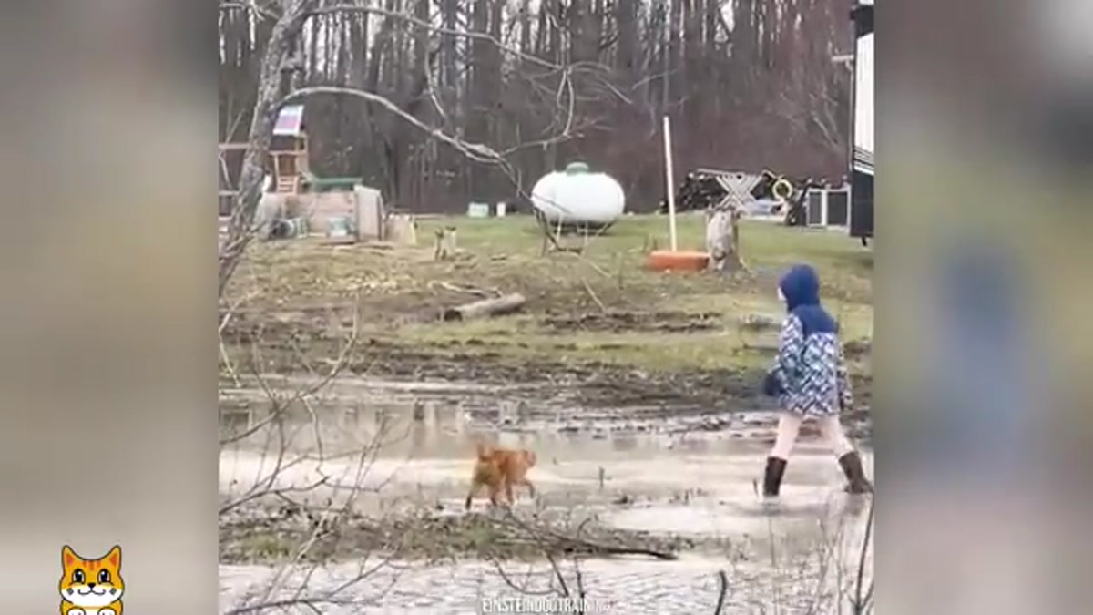 Watch How This Cat Raises Its Human Kids! 😻