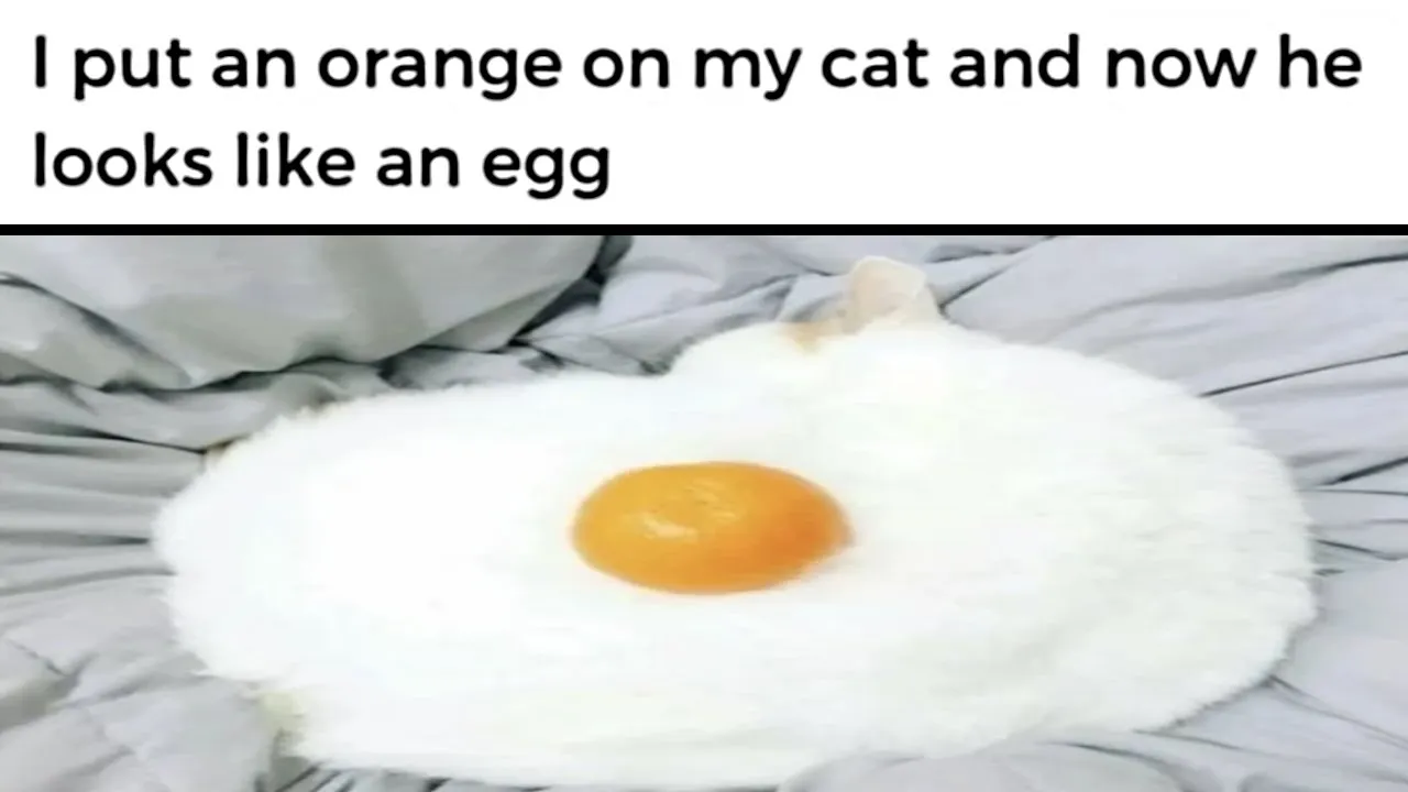 Hilarious Cat Memes Galore!