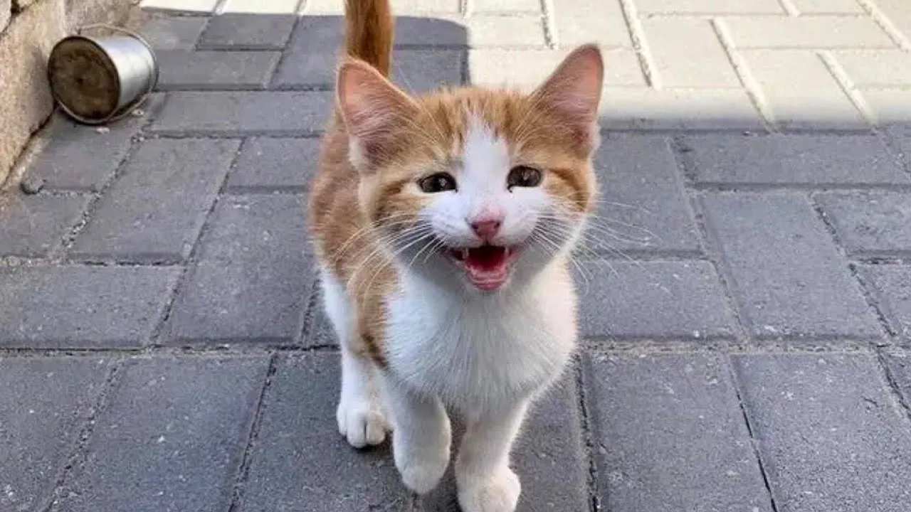 You Won't Believe How These Stray Cats Choose Their Humans 😻 Watch Now!