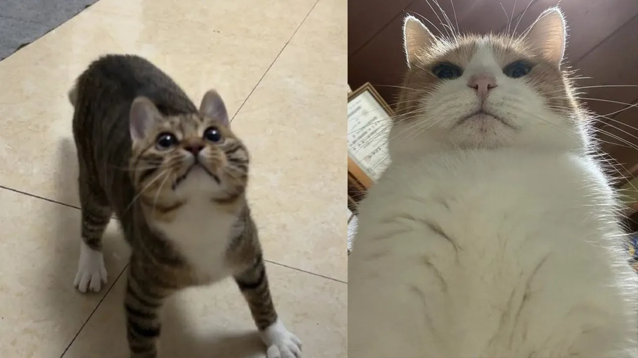 Hilarious Cat Fails: Week 19 Compilation