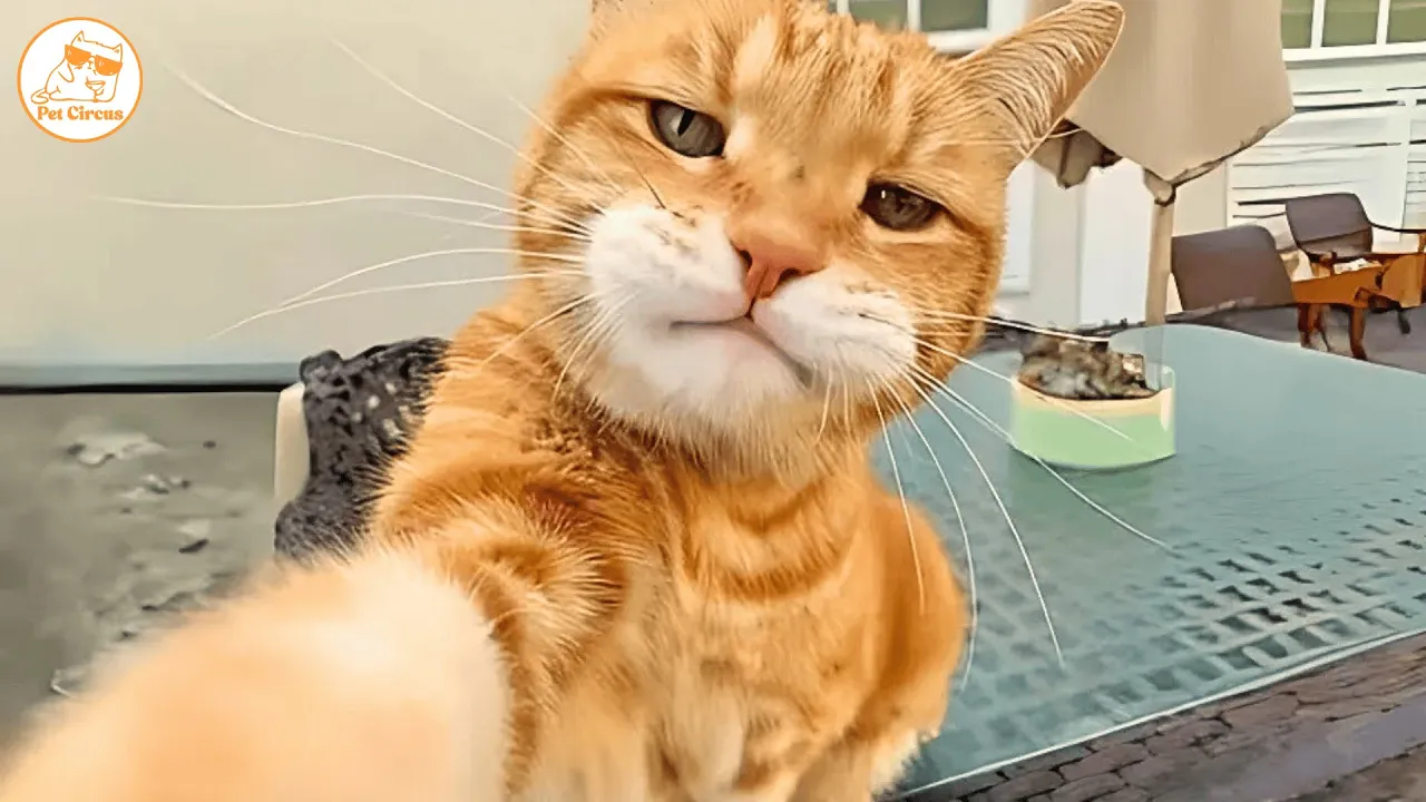 Hilarious Cats and Dogs in Action 🐾 Funny Pet Videos Part 27