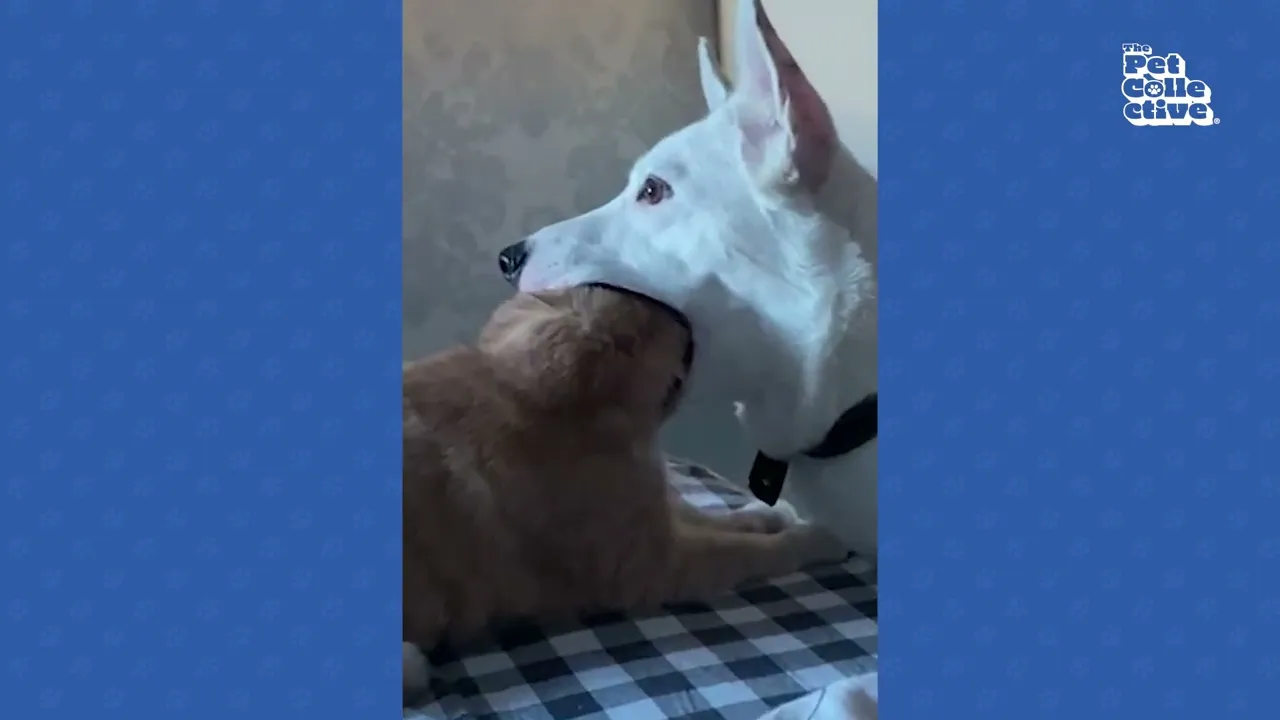 Hilarious Cat vs Dog Showdowns: Must-See Compilation 2023
