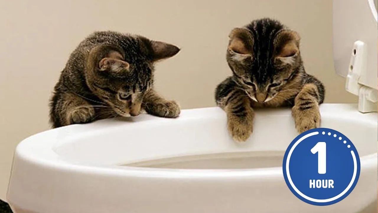 Hilarious Cats Guaranteed to Make You Laugh 😹 | Latest Cat Videos