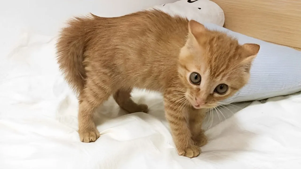 Hilarious Kitten Meltdown! Watch Now 🐱 Best Cat Videos