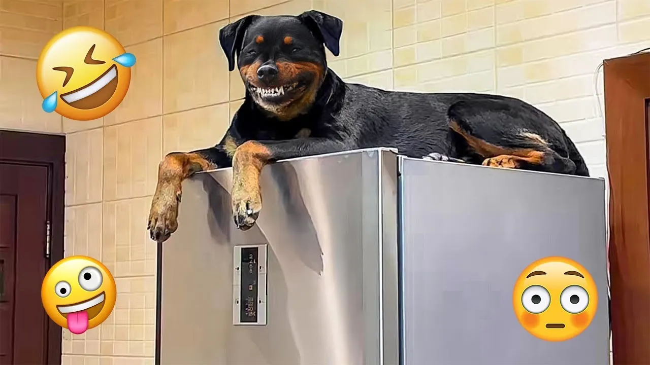 Hilarious Cat & Dog Moments Compilation! 😹🐶 #7