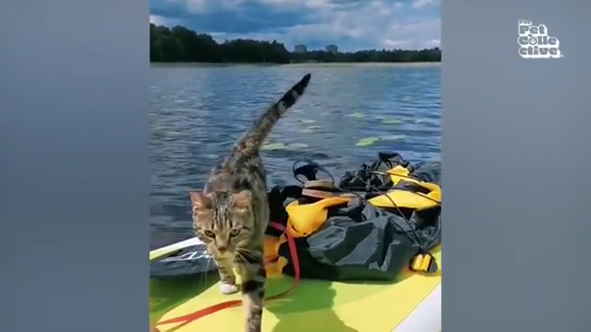Hilarious Cats Guaranteed to Make You Laugh! 🐱😂 | Watch Now
