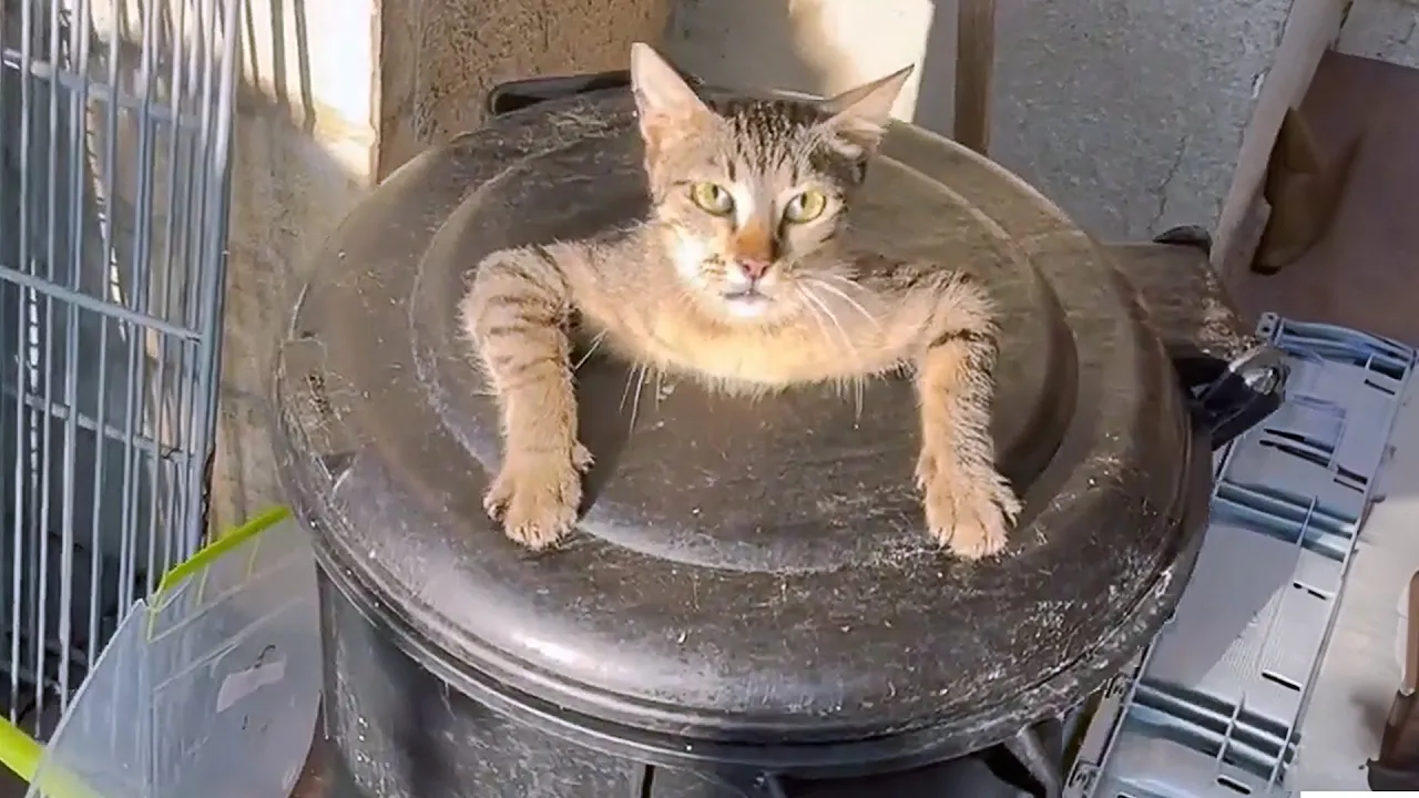 Hilarious Cat and Dog Bloopers for Pet Lovers