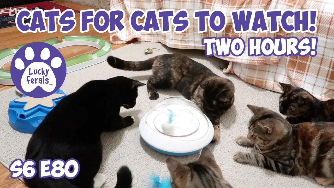 Ultimate Cat Entertainment: 2 Hours of Cats Playing - Episode 80
