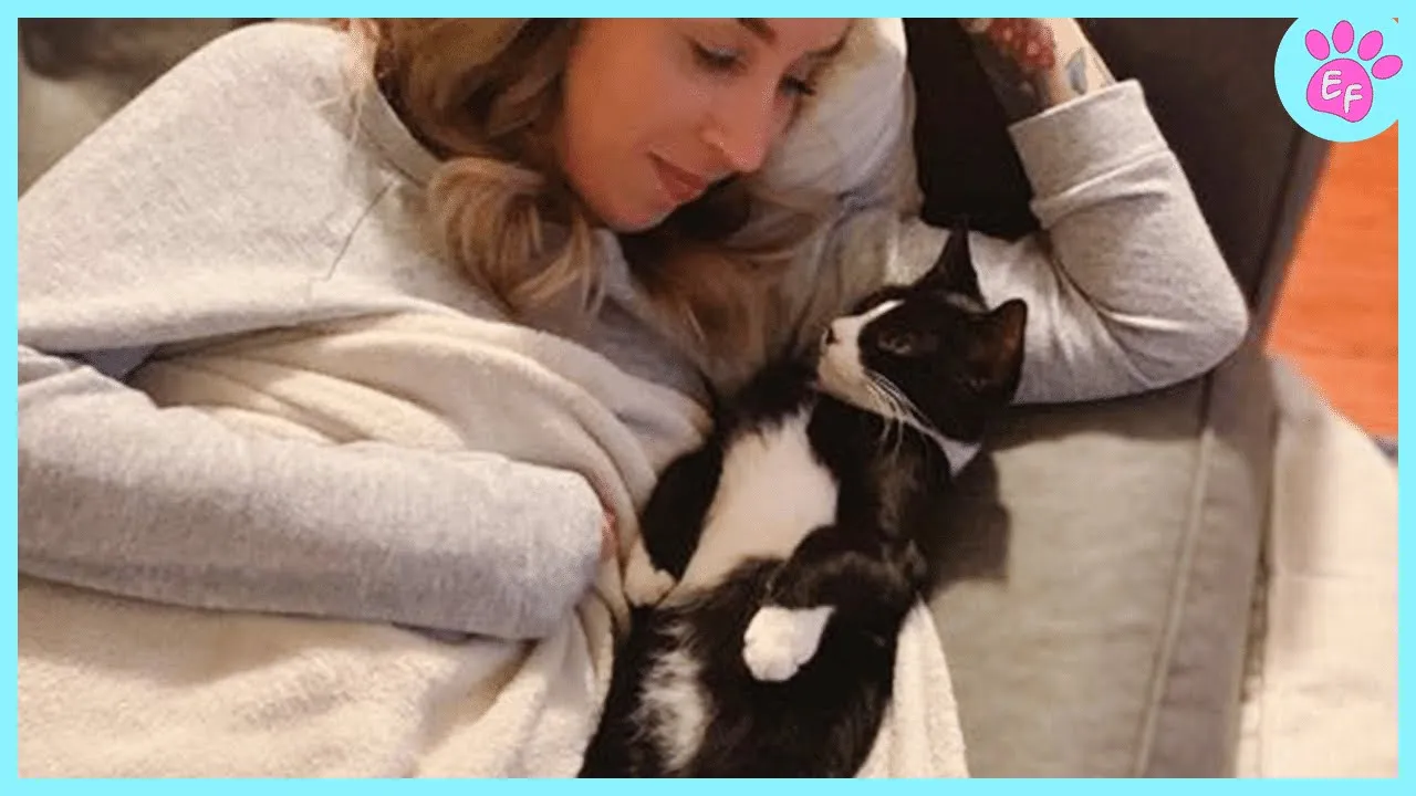 Adorable Cat and Human Bonding Moments 😻