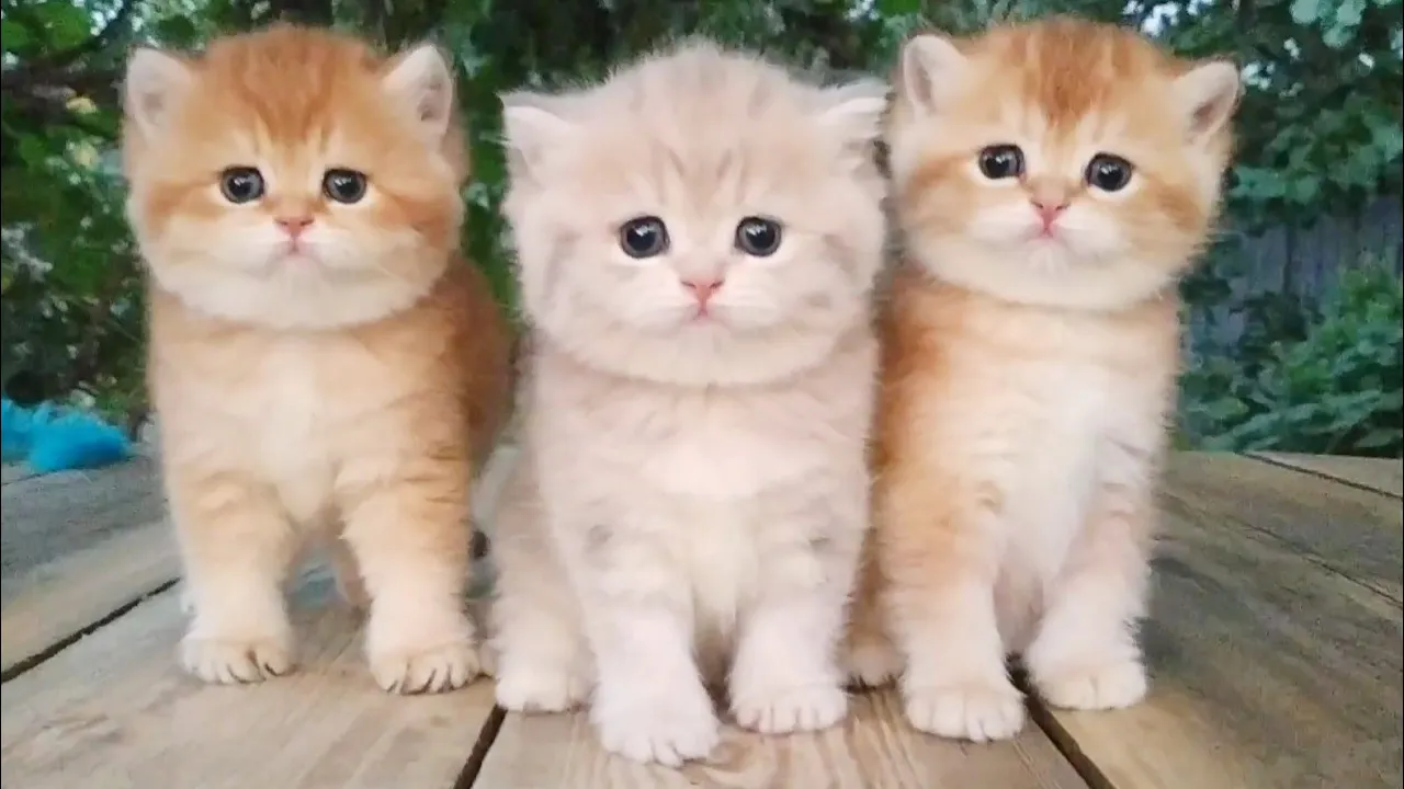 Adorable Baby British Teddy Kittens - Watch Now!