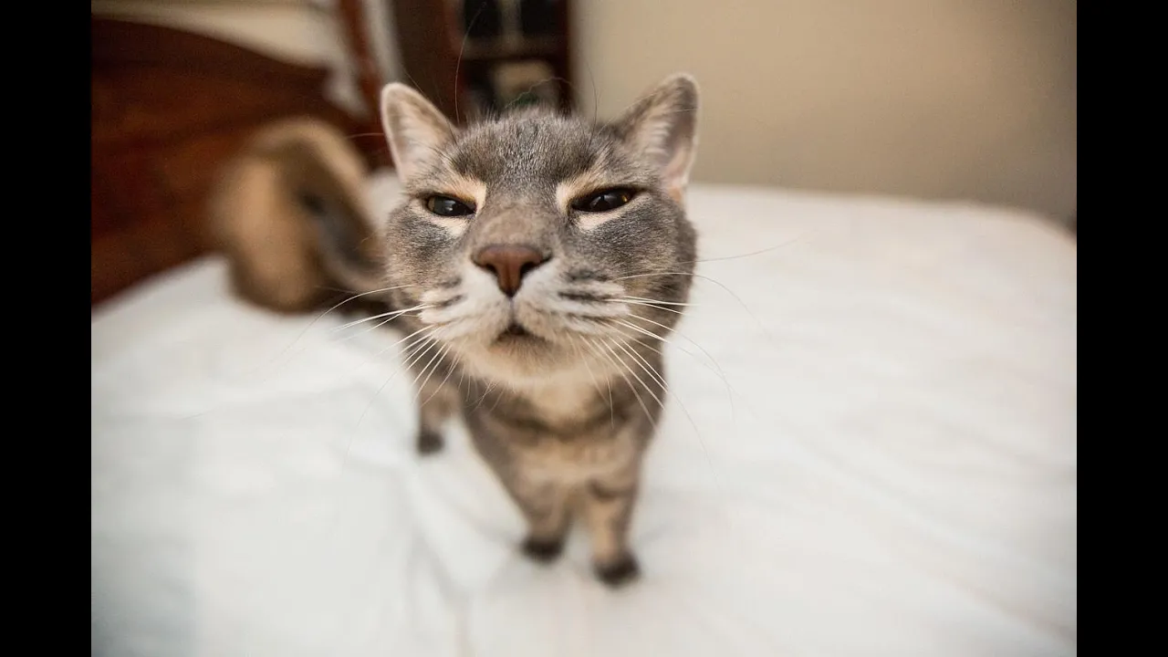 Hilarious Cat Compilation: Top Picks Part 1