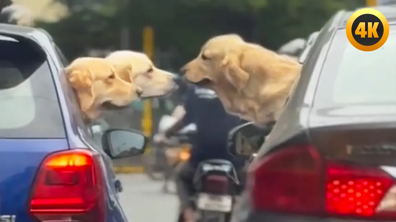 The Most Hilarious Cat Videos of 2025! 🐱😹