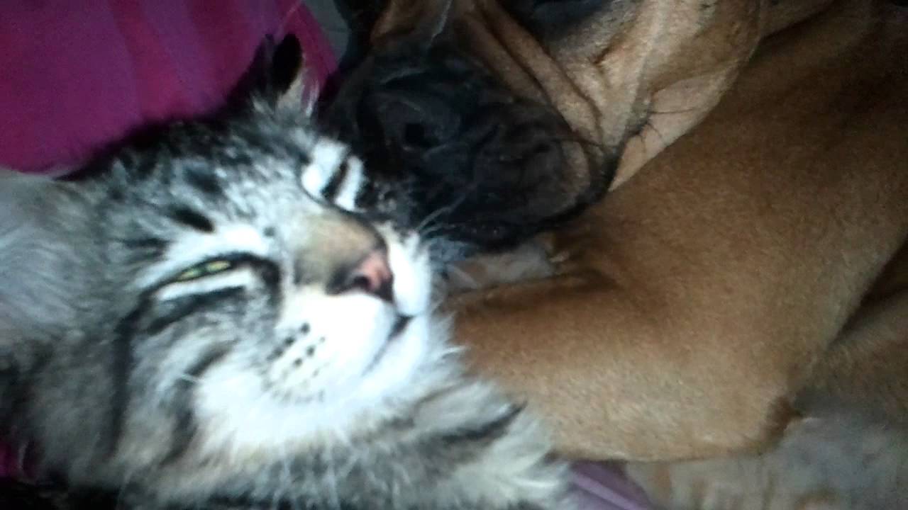 Adorable Dog Cuddles Up to Sweet Kittens in Heartwarming Video