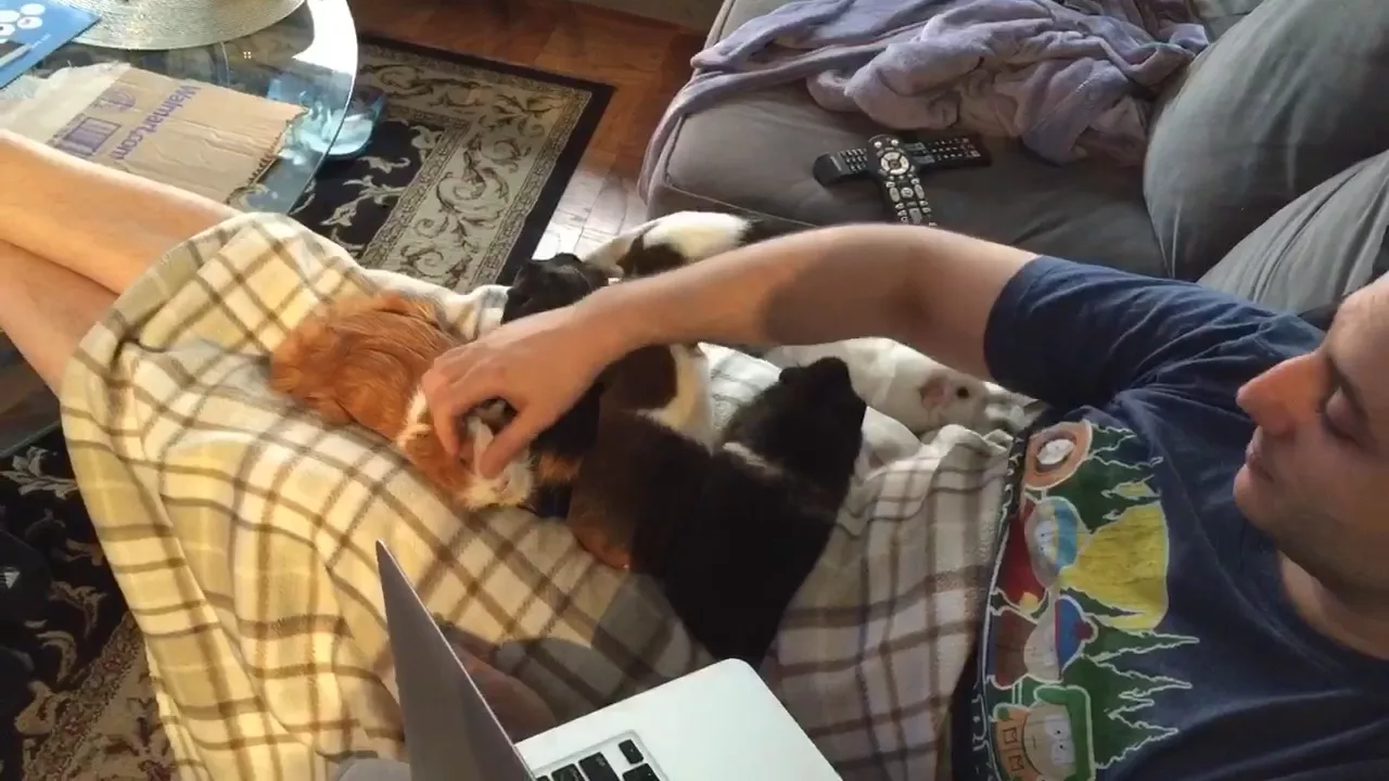 Ultimate Cat Cuddle Party