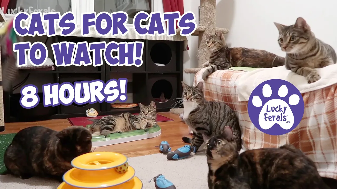 Ultimate 8 Hour Cat Entertainment Video - Cats Playing with Sound!