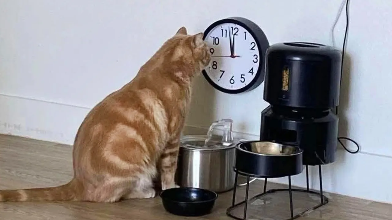 Hilarious Cats Acting Dramatic - Must See!