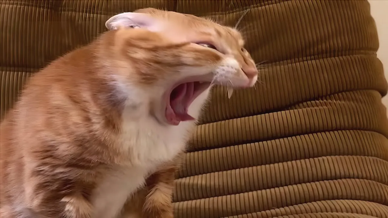 Mischievous Cats: What Are They Plotting?